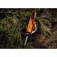 Krzesiwo Exotac polySTRIKER XL Orange 1620-ORG