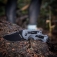 N� Kershaw Shuffle DIY 8720