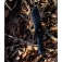 N� Schrade Little Ricky 1182513