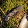 N� SOG Kiku XR Fatcarbon 12-27-11-57