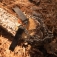 Pi�a SOG Pocket Chainsaw 34-80-01-41
