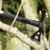 Toporek SOG Tactical Tomahawk F01TN