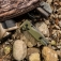 N� SOG Terminus XR G10 Olive Drab TM1022-BX